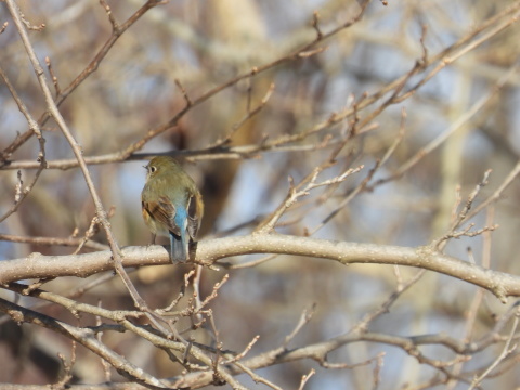 近場の鳥２０２２年_e0197884_20552835.jpg