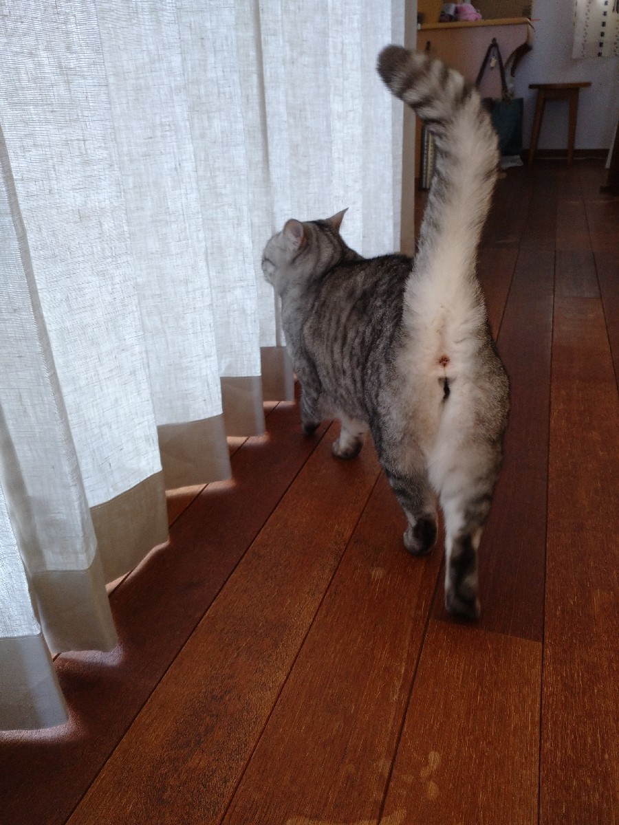 カーテン新調_f0197985_14300652.jpg