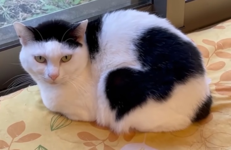 Youtube 老猫アジーさんがみるみる元気になって来ました Old Cat Npo法人 府中猫の会