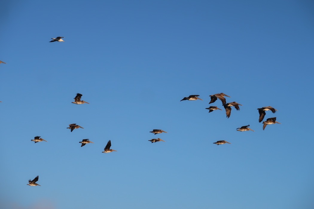 Species Dysphoria（種属違和症）_a0397115_17090925.jpeg