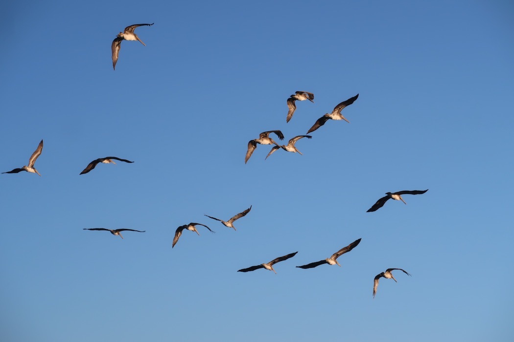 Species Dysphoria（種属違和症）_a0397115_17092210.jpeg