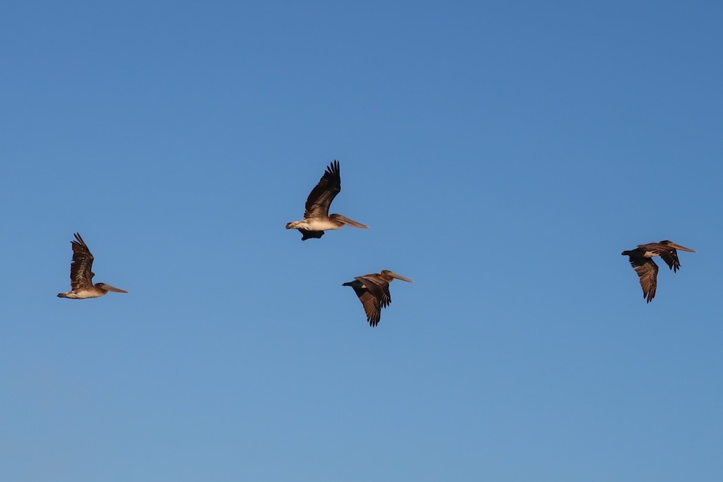 Species Dysphoria（種属違和症）_a0397115_17095450.jpeg