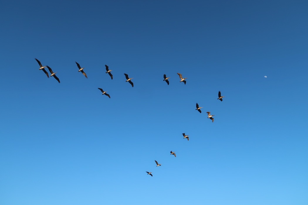 Species Dysphoria（種属違和症）_a0397115_17101000.jpeg