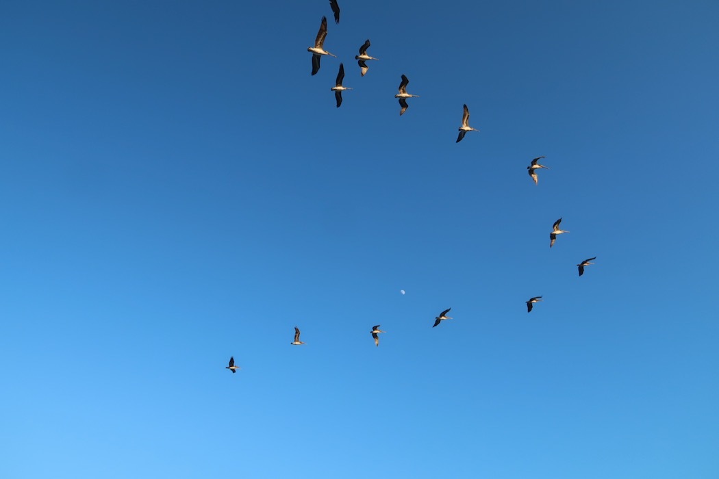 Species Dysphoria（種属違和症）_a0397115_17102491.jpeg