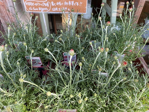 花苗入荷しています【’220117】_a0201358_13500273.jpg