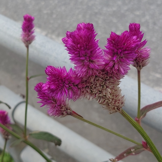 花の帯化、鶏頭も帯化の一種 ？ : 写真と短い文章 5