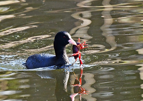 水元公園=ルリビタキ若、タシギ、カワセミ_d0346977_17354686.jpg