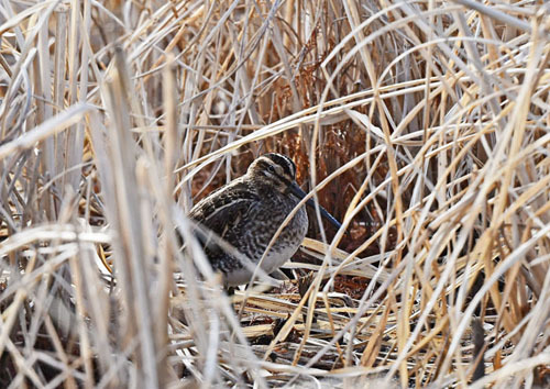 水元公園=ルリビタキ若、タシギ、カワセミ_d0346977_17455224.jpg