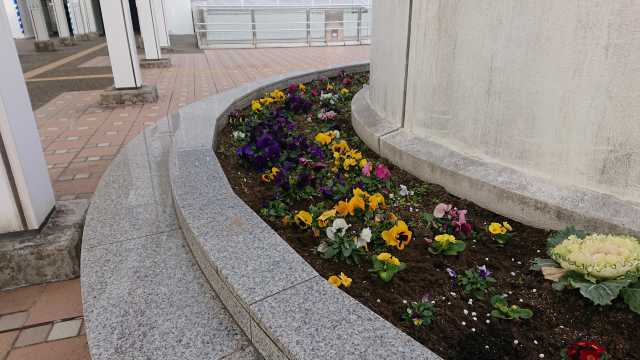 名古屋港水族館前花壇の植栽R4.1.13_d0338682_11082780.jpg