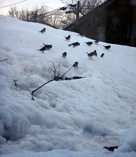 この冬の雪山? ミャンハウスとコンポストなど_a0136293_17380794.jpg