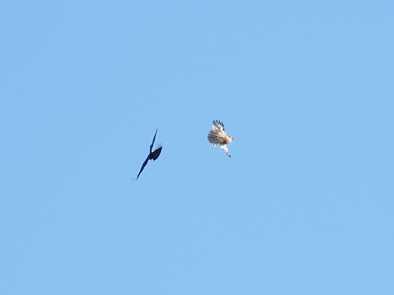 田圃の上空_d0399612_09355409.jpg