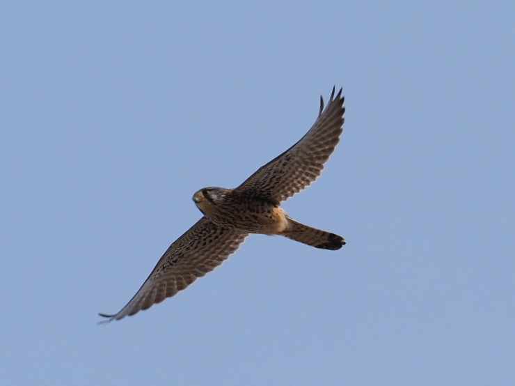 田圃の上空_d0399612_09394495.jpg