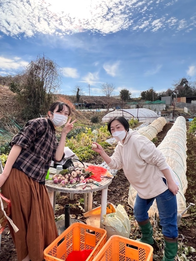 ジョイア畑には　必ず住んでいる守護神　霜が降りても葉の影にしっかり暮らしています_c0222448_14563306.jpeg