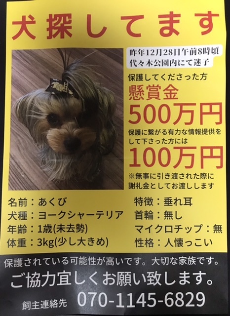 迷子のあくびちゃん 青山ぱせり日記