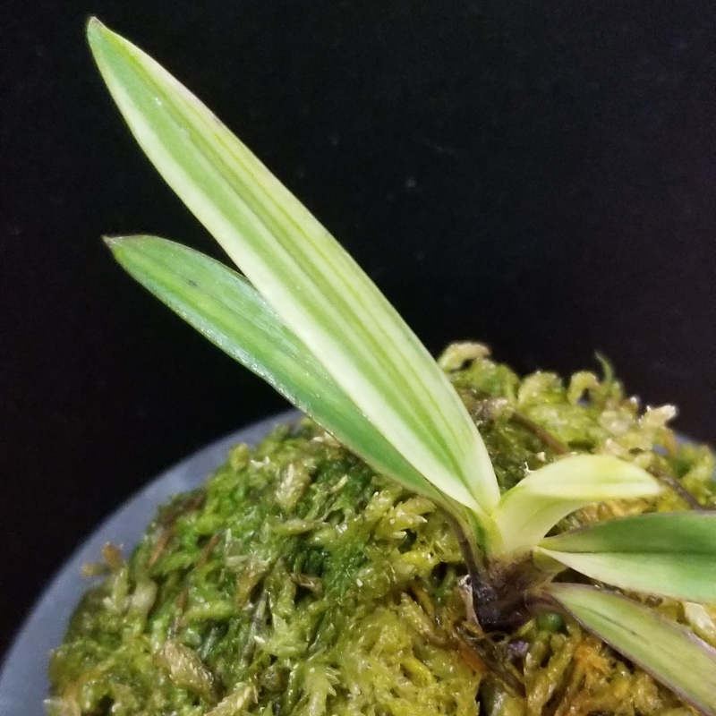 富貴蘭　白牡丹 富貴蘭 白牡丹縞