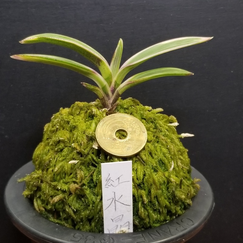富貴蘭 紅水晶 : 富貴蘭チャンネル 富貴蘭 紅水晶 : 富貴蘭チャンネル