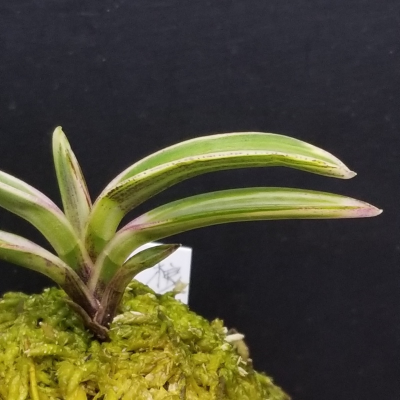 富貴蘭　紅水晶(4本立ち) 紅水晶 | 富貴蘭の楽しみ方