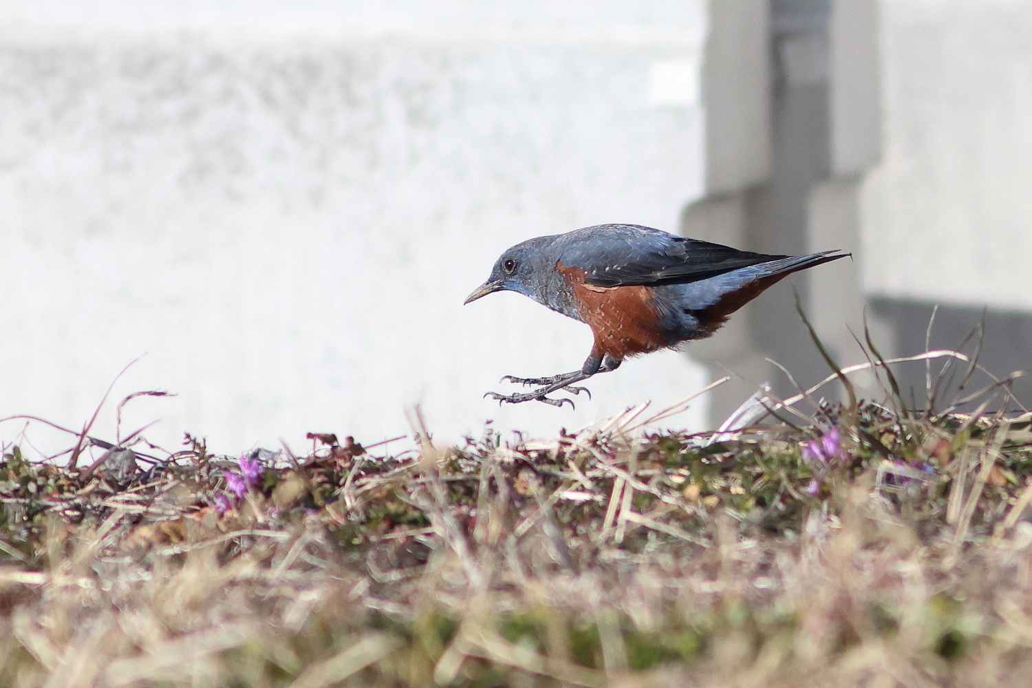 イソヒヨドリ 障害物競走_f0369315_22560304.jpg
