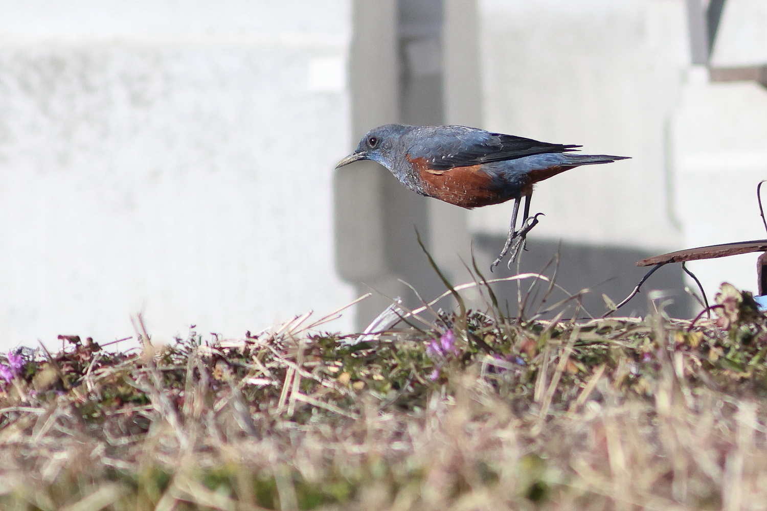 イソヒヨドリ 障害物競走_f0369315_22560322.jpg