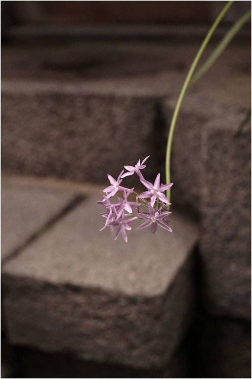2282 縄文時代 (2021年8月14日ノクトン50㎜F1.5が奈良町人生を生き生きと写し取り)地球最古の文化_b0226423_17240397.jpg