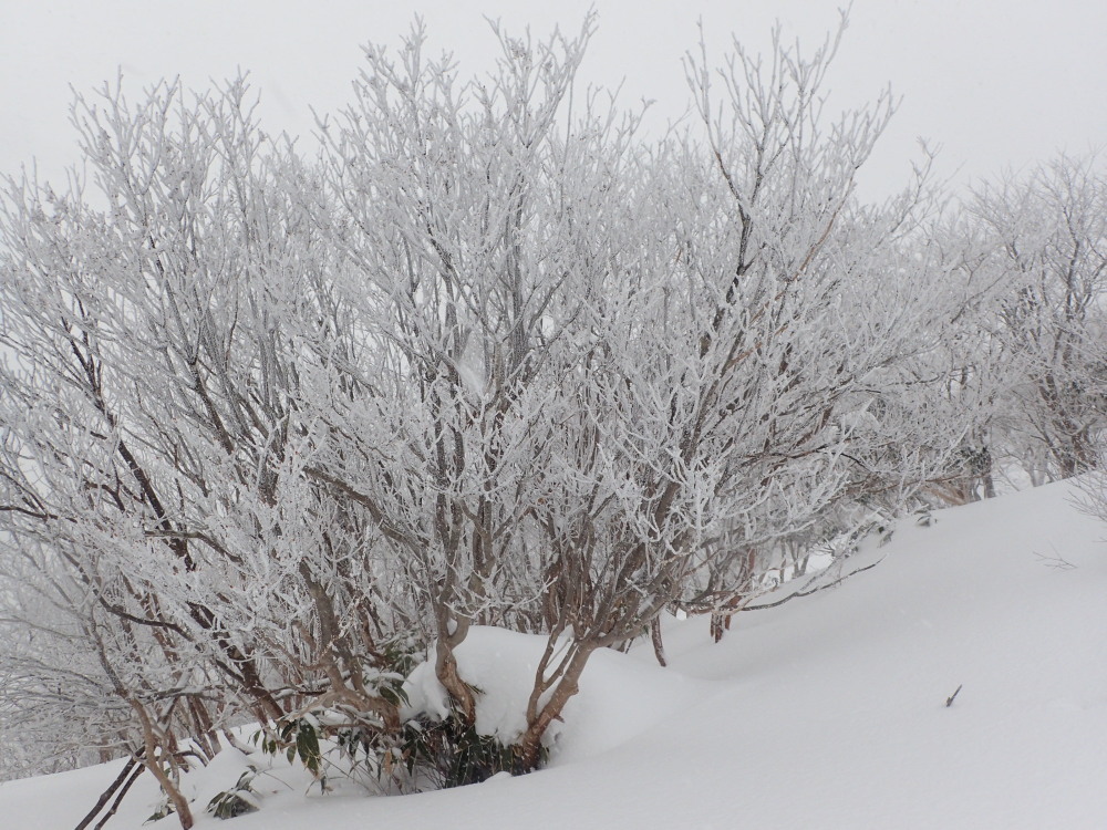 初級雪山体験 那岐山_c0218841_21344498.jpg