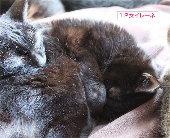 今日の枕_a0389088_16261537.jpg