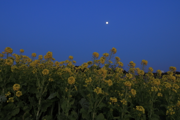 菜の花や　月は東に　日は西に　　愛知牧場（再編）_b0236595_13321905.jpg