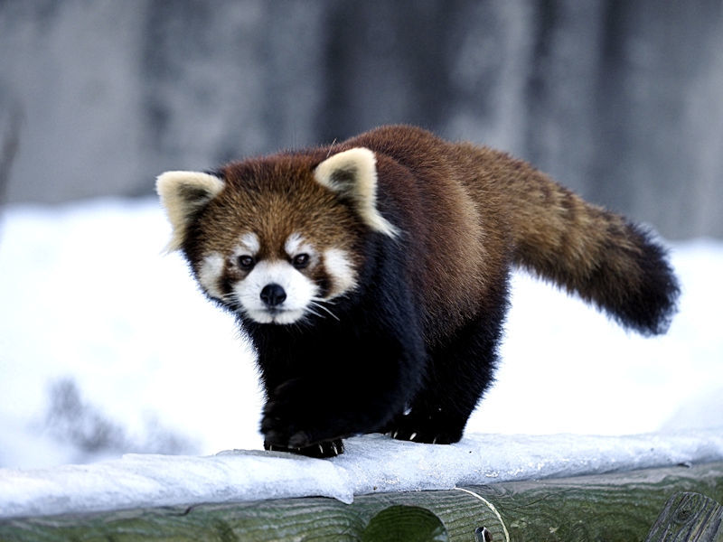 ひなたとかんたの雪の動物園 動物園放浪記 ひなたとかんたの雪の動物園 動物園放浪記