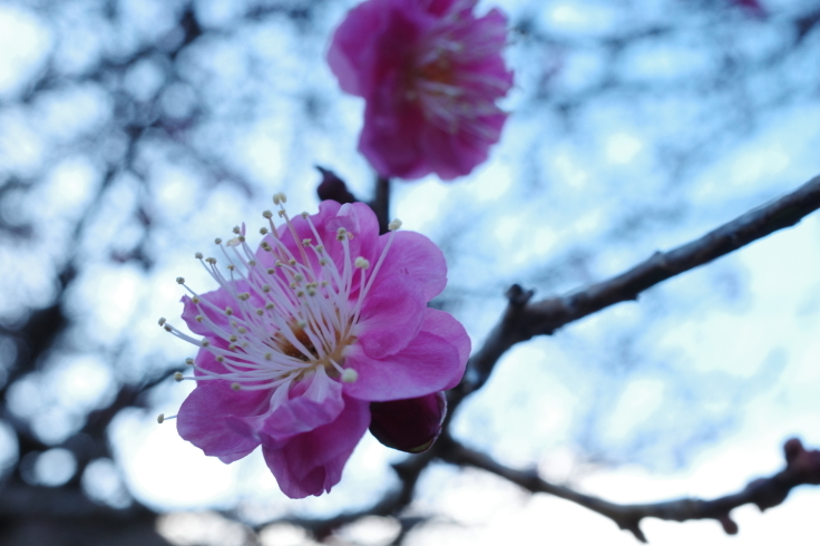 正月熱海旅行記 その15 ~ 中山晋平記念館 熱海梅園_a0287336_18072065.jpg