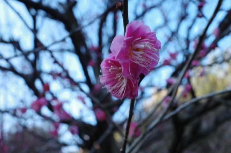 正月熱海旅行記 その15 ~ 中山晋平記念館 熱海梅園_a0287336_18082991.jpg