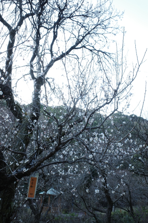 正月熱海旅行記 その15 ~ 中山晋平記念館 熱海梅園_a0287336_18194384.jpg