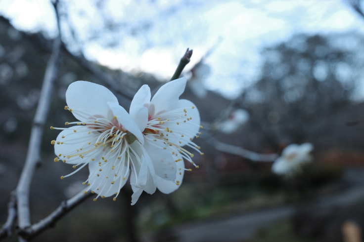 正月熱海旅行記 その15 ~ 中山晋平記念館 熱海梅園_a0287336_18200063.jpg