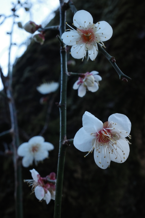 正月熱海旅行記 その15 ~ 中山晋平記念館 熱海梅園_a0287336_18203402.jpg