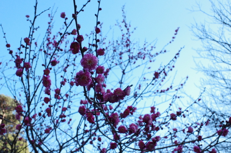 正月熱海旅行記 その15 ~ 中山晋平記念館 熱海梅園_a0287336_18224796.jpg