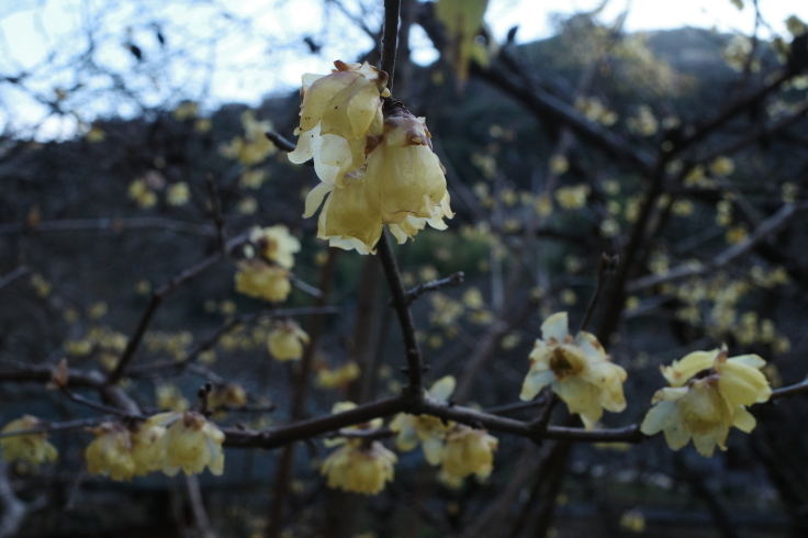 正月熱海旅行記 その15 ~ 中山晋平記念館 熱海梅園_a0287336_18230363.jpg