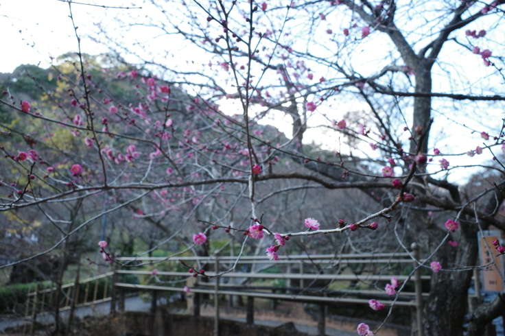 正月熱海旅行記 その15 ~ 中山晋平記念館 熱海梅園_a0287336_18233728.jpg