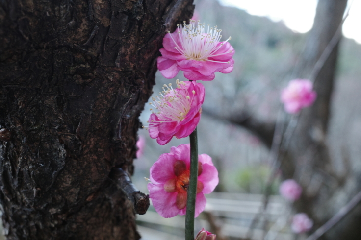 正月熱海旅行記 その15 ~ 中山晋平記念館 熱海梅園_a0287336_18235109.jpg
