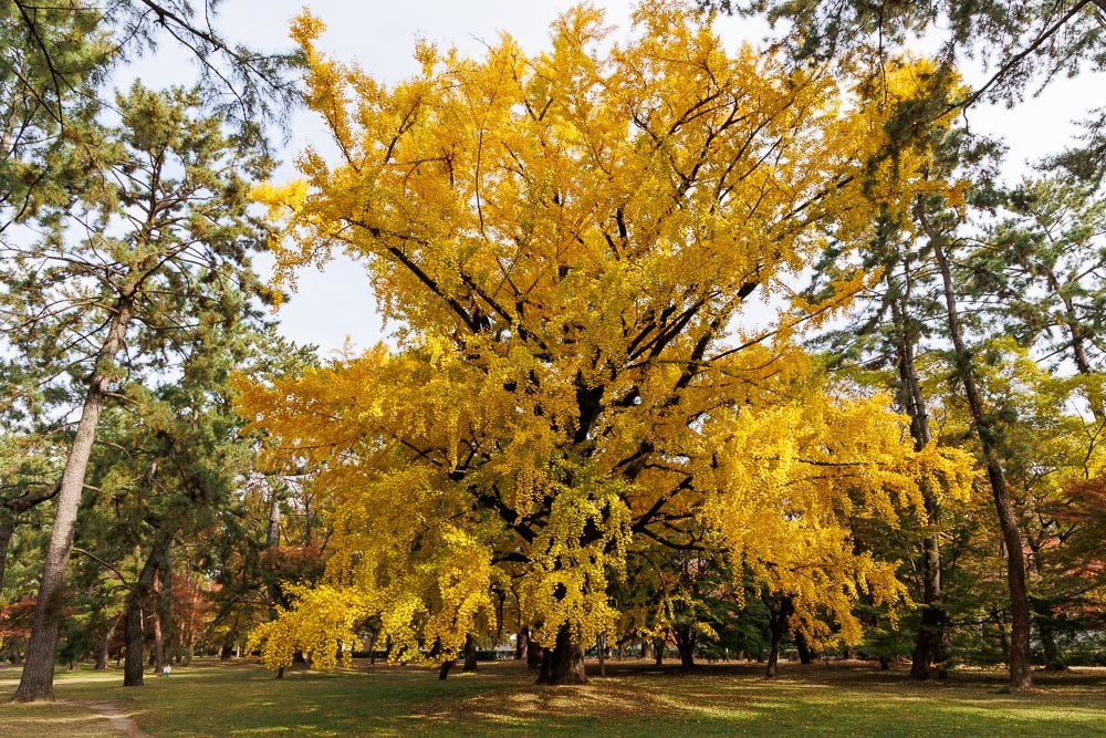 京都御苑の紅葉2021_b0325840_20055699.jpg