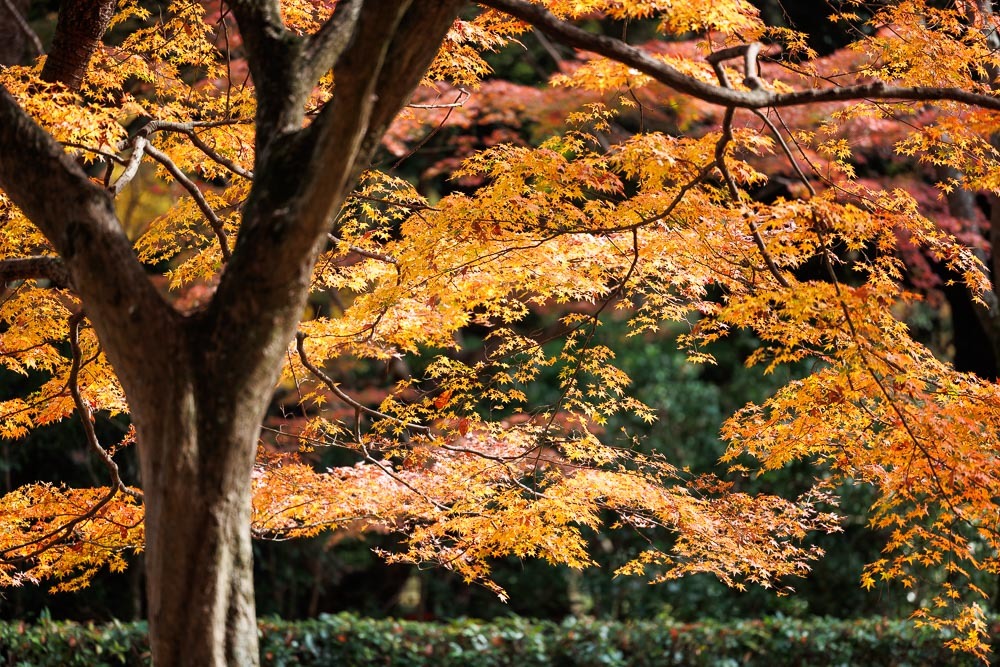 京都御苑の紅葉2021_b0325840_20061151.jpg