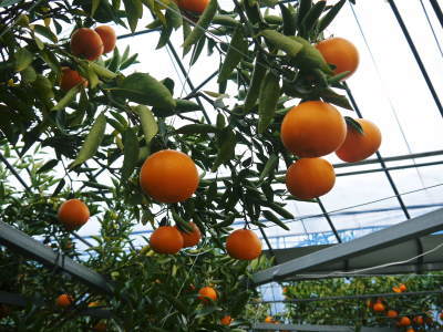 究極の柑橘「せとか」令和4年も2月中旬より出荷開始予定！現在の様子を現地取材！今年も良い出来です(前編) _a0254656_17264260.jpg