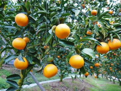 究極の柑橘「せとか」令和4年も2月中旬より出荷開始予定！現在の様子を現地取材！今年も良い出来です(前編) _a0254656_17395347.jpg