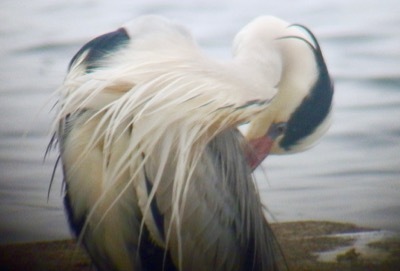 「白点 美しくなって戻ってきた」#アオサギ「青鷺 #GreyHeron」_f0238961_08223988.jpg