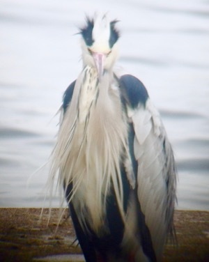 「白点 美しくなって戻ってきた」#アオサギ「青鷺 #GreyHeron」_f0238961_08331581.jpg