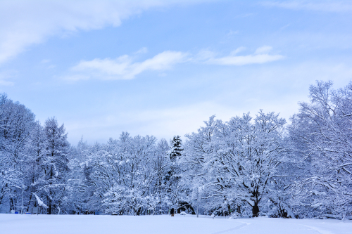 雪便り 8_f0143469_21012747.jpg
