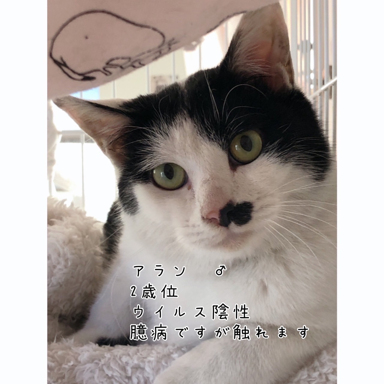 保護猫カフェ Wish はお休みしていますが 猫のお見合いは受け付けています 青梅にゃんにゃん サークル Wish
