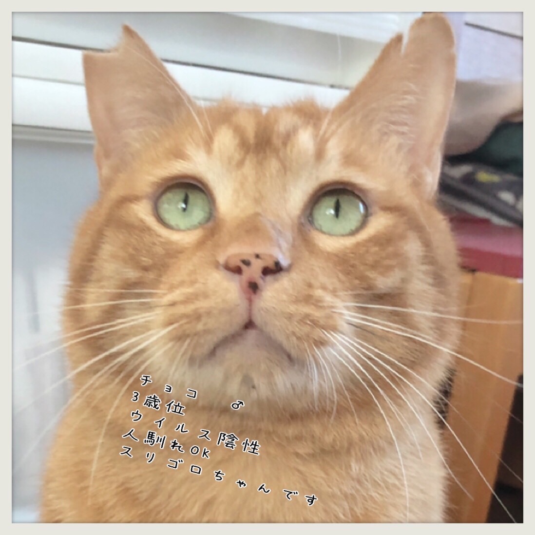 保護猫カフェ Wish はお休みしていますが 猫のお見合いは受け付けています 青梅にゃんにゃん サークル Wish