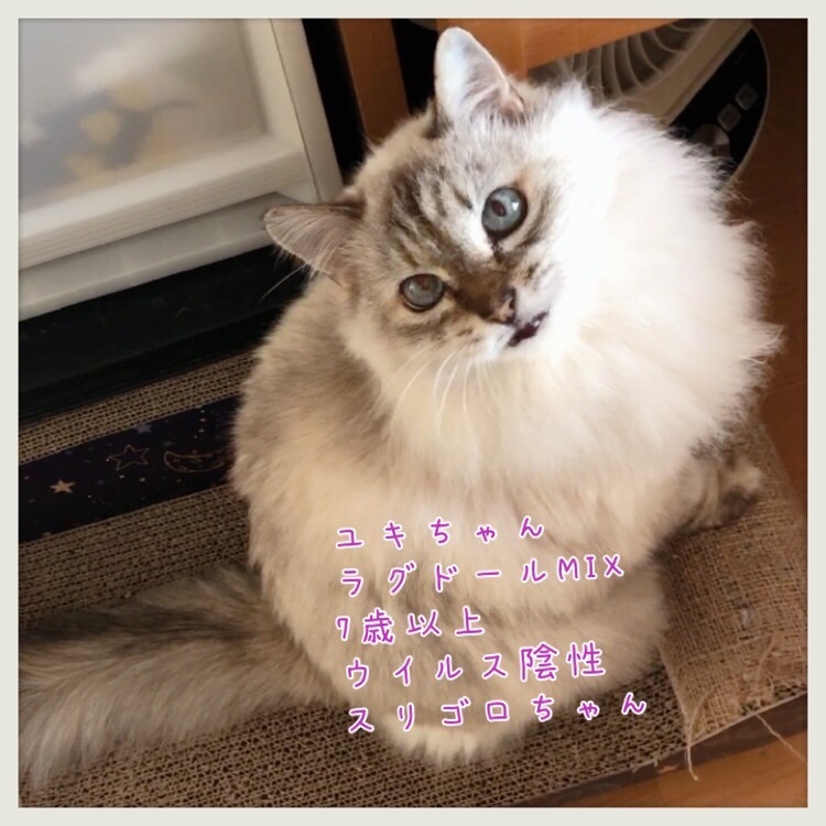 保護猫カフェ Wish はお休みしていますが 猫のお見合いは受け付けています 青梅にゃんにゃん サークル Wish