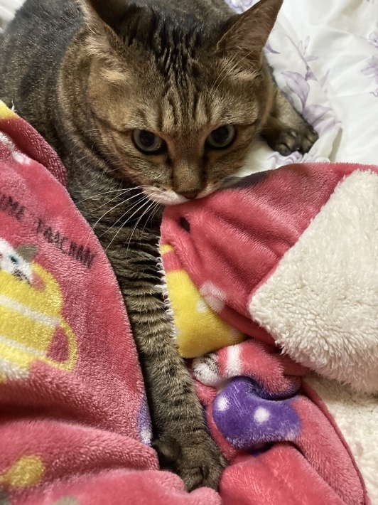 宮崎震度5強 福岡佐賀震度4_b0412708_19594659.jpeg