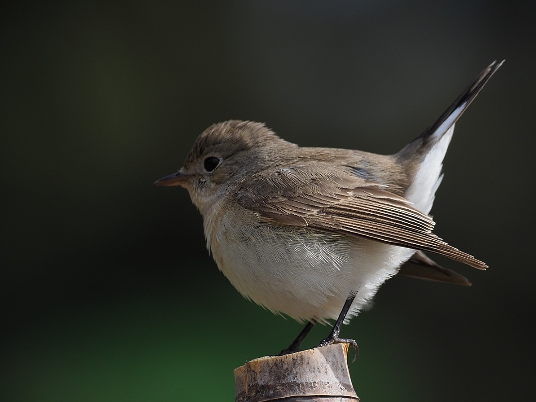 動き回る小鳥_d0399612_12570811.jpg