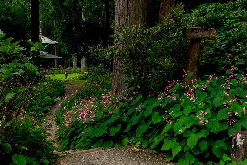 秋海棠の咲く森（河内長野市・岩湧寺）_f0155048_00083910.jpg